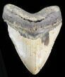 Large, Megalodon Tooth - North Carolina #38678-1